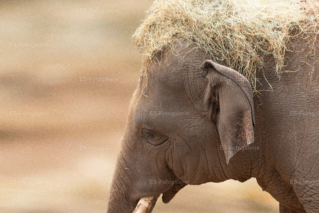 Elefantenbaby