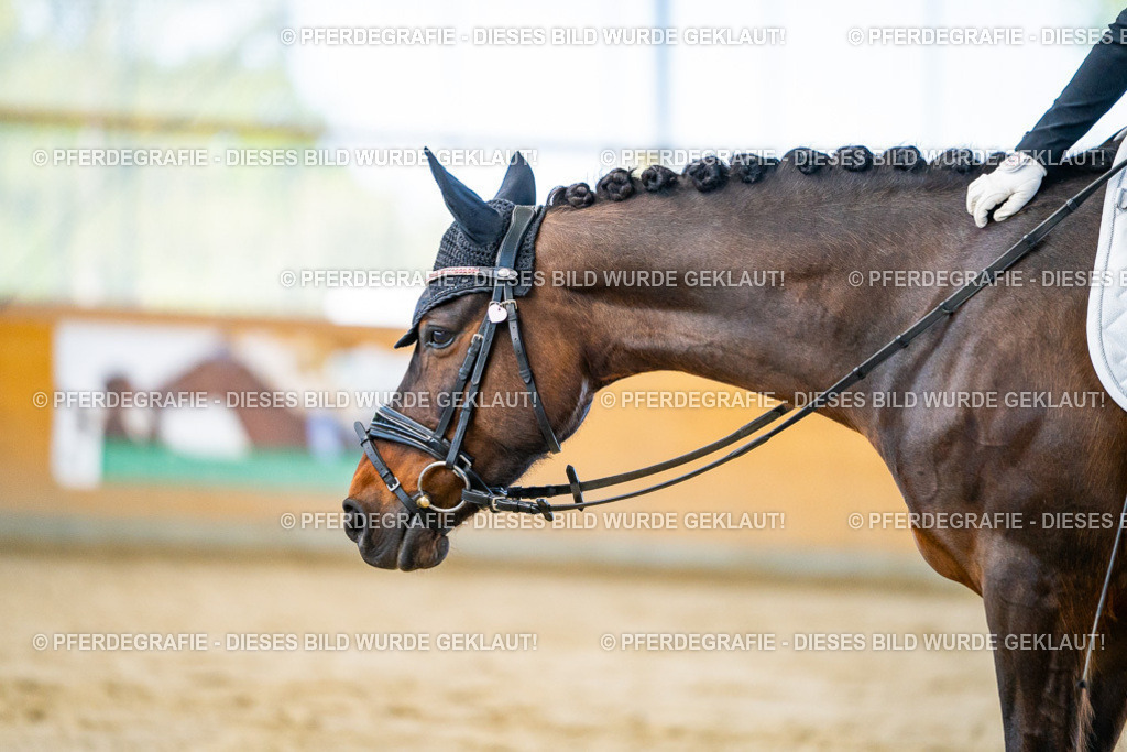 DSC06423 | Pferdegrafie