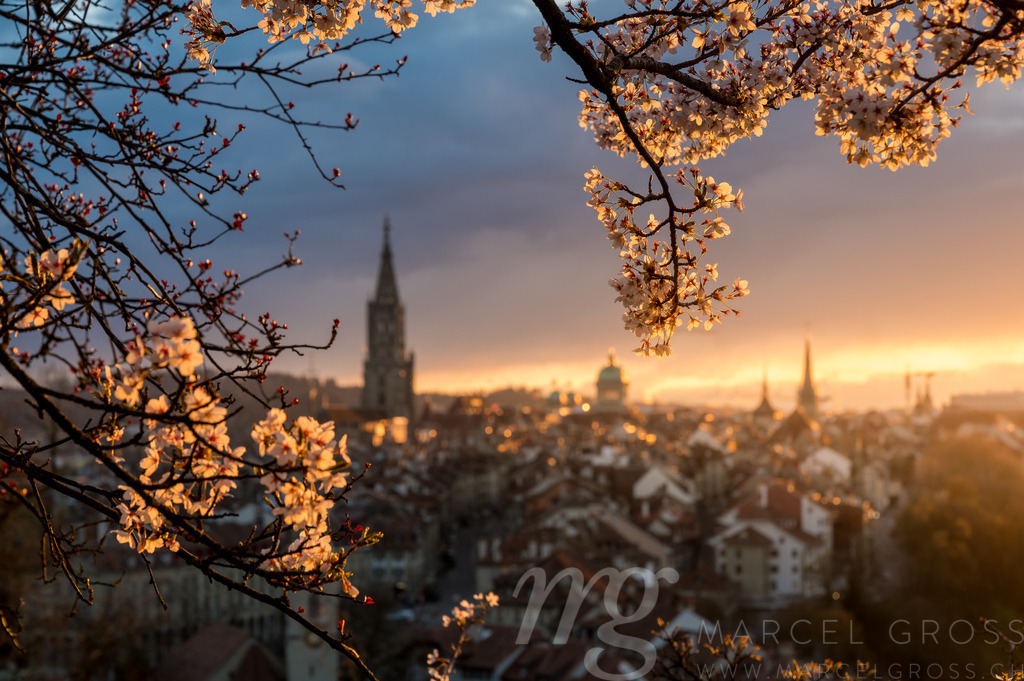 dramatic sunset over the oldtown of Bern in spring during cherry blossom | Die ideale Geschenkidee für Naturliebhaber. Naturbilder von Marcel Gross Photography für ihr Zuhause in den verschiedensten Formaten und Materialien. - Realisiert mit Pictrs.com