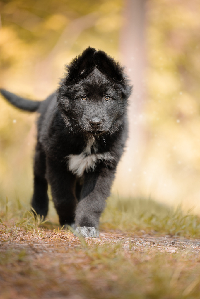 Welpen Hundeshooting | Welpen Fotografie und Hundeshooting, Bremen Blumenthal und um zu.