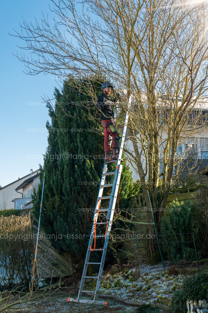 Baumschnitt Pflaumenbaum W D | Ein Landschaftsgärtner lichten Bäume im Garten. Einem Obstbaum (Pflaumenbaum) wurde ein Pflegeschnitt beigebracht. Es ist Winter.