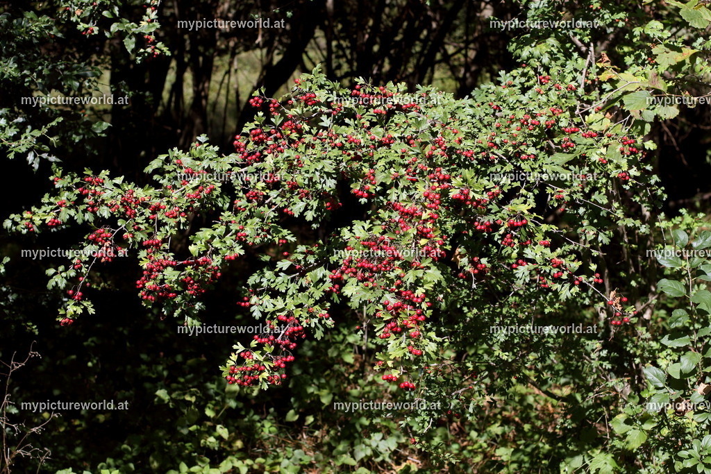 Eingriffeliger Weißdorn-001 | Das Bilderarchiv über Tiere, Planzen und Landschaften. In der Bilddatenbank finden Sie ein große Auswahl an hochwertigen Bilder für Ihre Werbung - Realisiert mit Pictrs.com