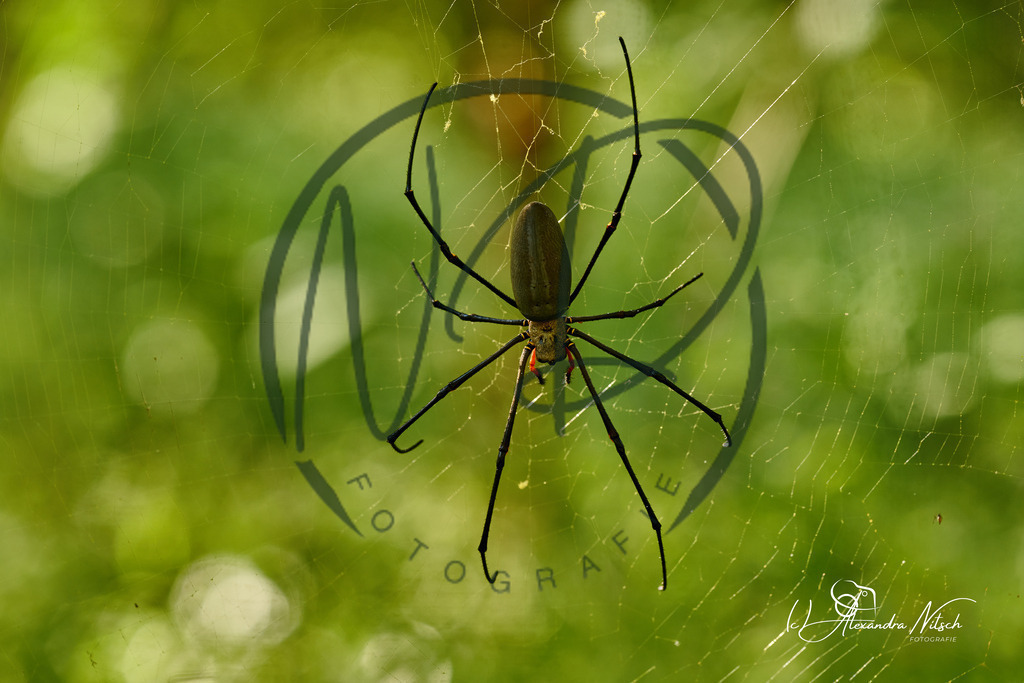 ndfoto_DSC_2105_Original (priv. Nutzung)_7e15d16b_ | nitsch-dingeldein fotografie - Realisiert mit Pictrs.com