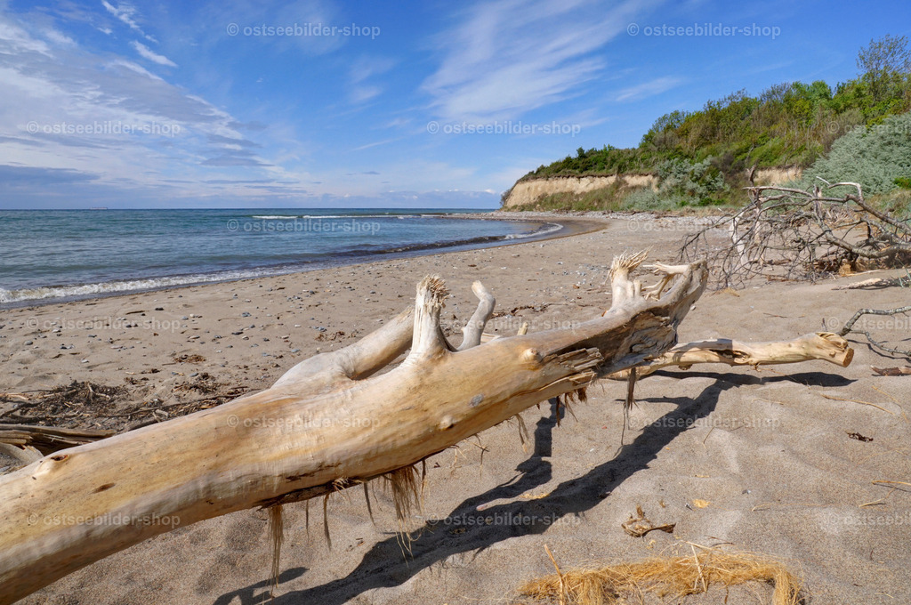Treibholz am Strand | Treibholz liegt geschält vor der Steilküste im Sand. 