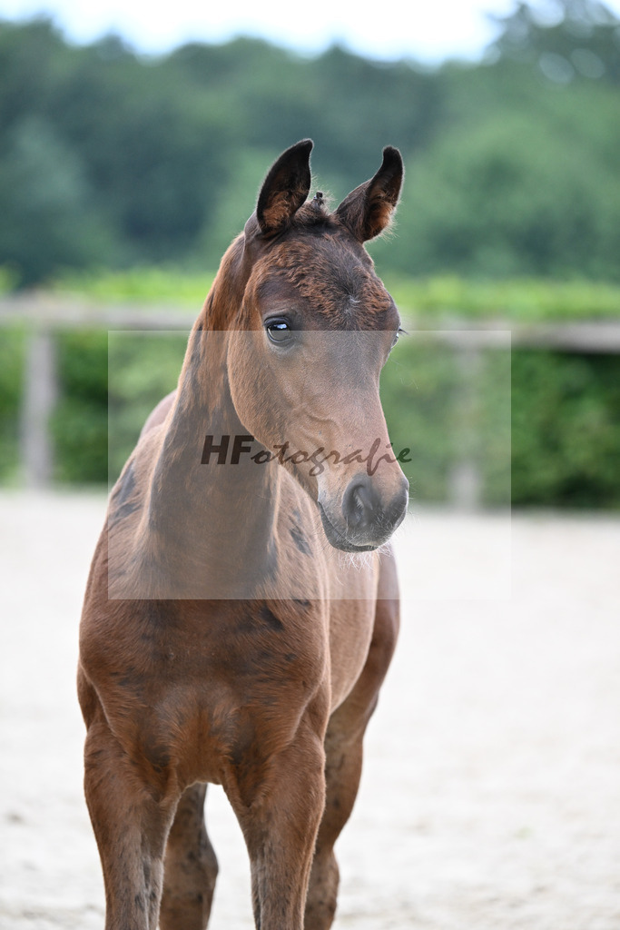 Kat-Nr. 6 For Romance I x Diamond Star_HF_Grassl_14250095 | hf-fotografie - Realisiert mit Pictrs.com