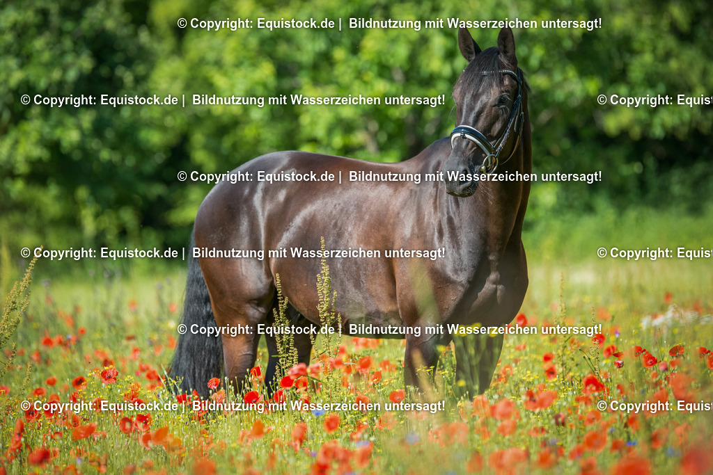 20160627_Rappe_im_Mohnfeld_0002 | equistock