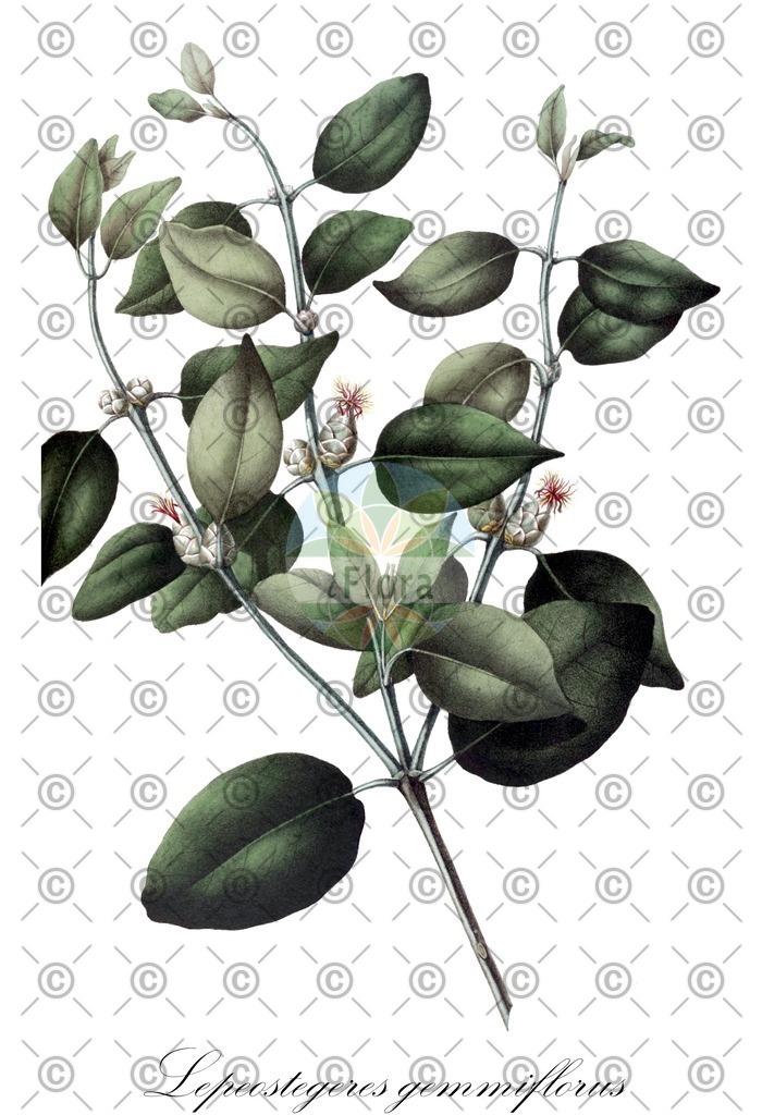 HistAbb_wfo-0001203607_1_ENZY_Simple | Historische Abbildung von Lepeostegeres gemmiflorus - Loranthaceae | Historical Illustration of Lepeostegeres gemmiflorus - Loranthaceae