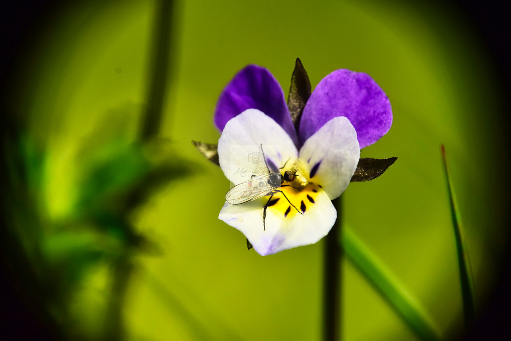 Makro - tierisch (11) | Buche Fotoshootings und entdecke hochwertige Fotoprodukte bei Mathias Ku Photos. Personalisiert, kreativ & mit Liebe zum Detail. Jetzt informieren! - Realisiert mit Pictrs.com