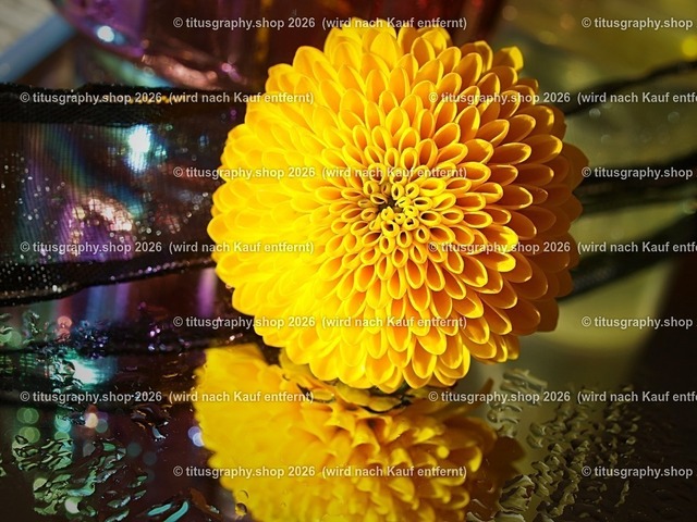 Pompon-Dahlie phototitusgraphy | Fotokunstarbeit aus der INSTAGRAM-Gallerie auf titusgraphy.eu - Realisiert mit Pictrs.com