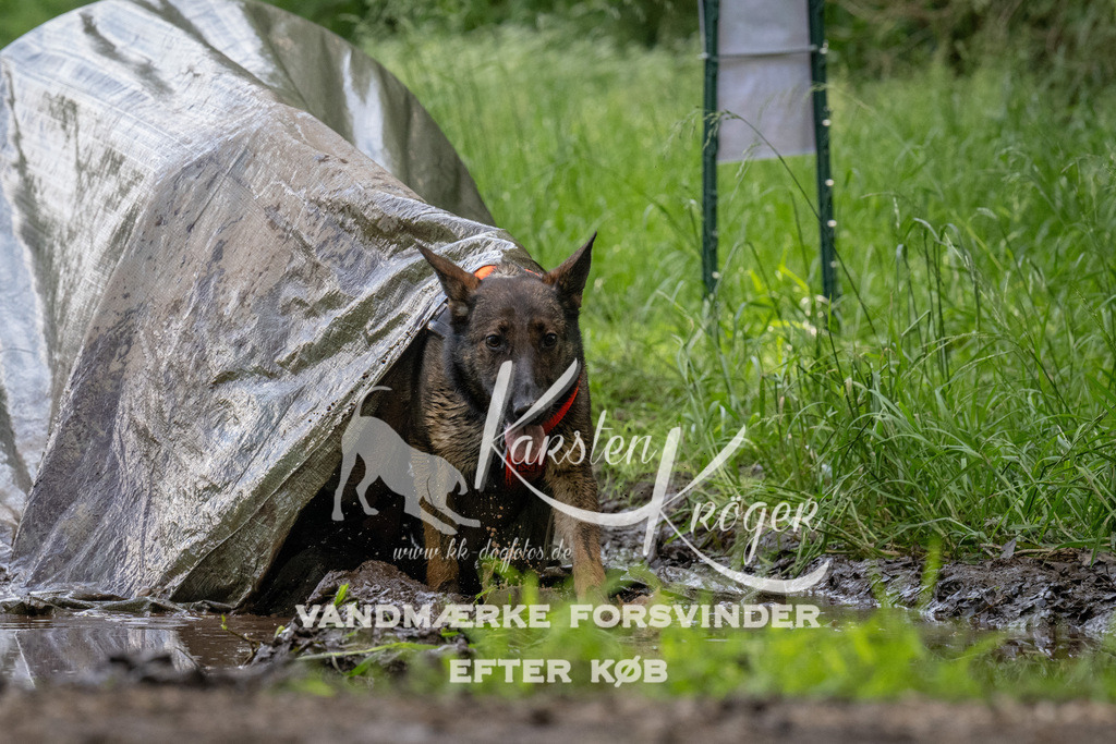 1147_ZZ94496 | kk-dogfotos