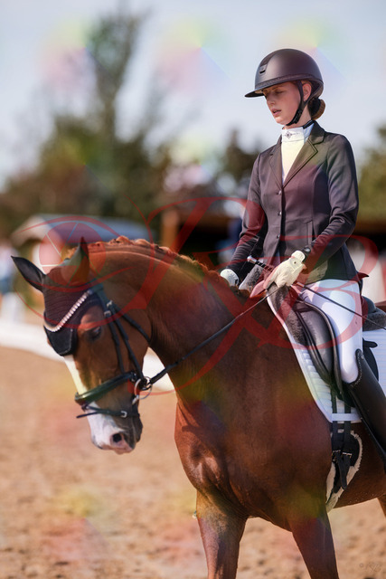 2026_10_03_Siefer-Hof_133221_Z81_88931034 | Professionelle Reitsport-, Turnier- und Eventfotografie von Robert Broda. Galerien mit ausgewählten und bearbeiteten Bildern direkt online ansehen und bestellen.