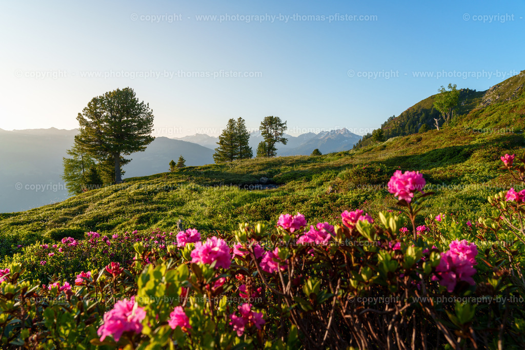 Almrosenblühte Zillertaler Höhenstrasse copyright  Thomas Pfister-5 | PHOTOGRAPHY BY THOMAS PFISTER