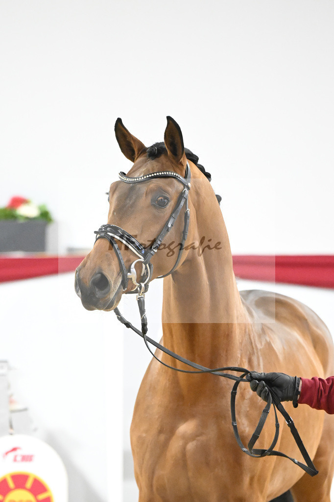 Kat-Nr. 34 v. Del Arko_Bauhofer_63220996 | hf-fotografie - Realisiert mit Pictrs.com
