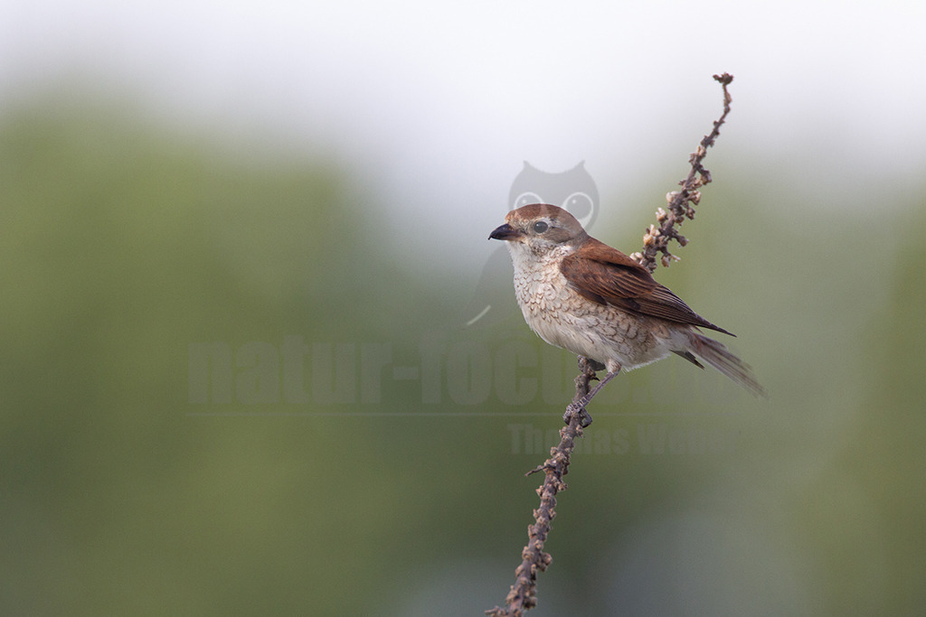20120623185810 | Der Neuntöter oder Rotrückenwürger ist eine Vogelart aus der Familie der Würger und in Mitteleuropa die häufigste Würgerart. Er ist vor allem durch sein Verhalten bekannt, Beutetiere auf Dornen aufzuspießen. Zu seiner Nahrung zählen vorwiegend Großinsekten, aber auch kleine Säugetiere und Vögel. - Realisiert mit Pictrs.com
