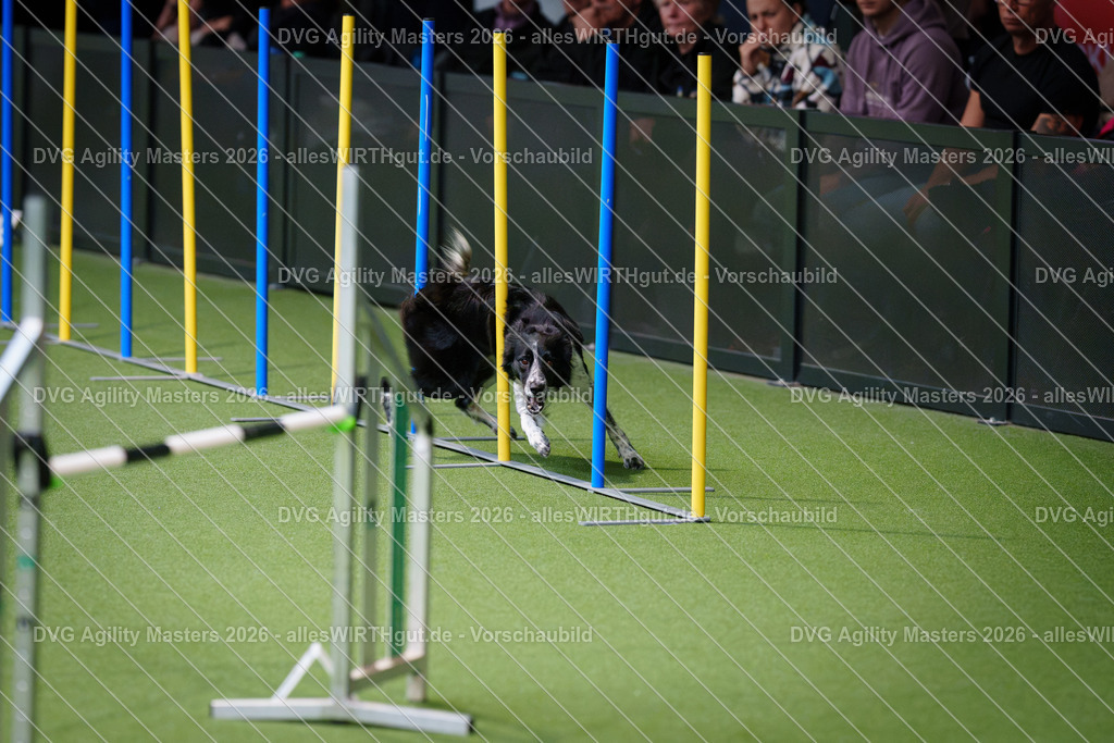 allesWIRTHgut_Tierfotografie-DVG_Agility_Masters_2026-09_41-7R502432 | Professionelle Tierfotografie in Mönchengladbach von Daniel Wirth (allesWIRTHgut). Liebevolle & natürliche Bilder von Hunden & Katzen für unvergessliche Erinnerungen.