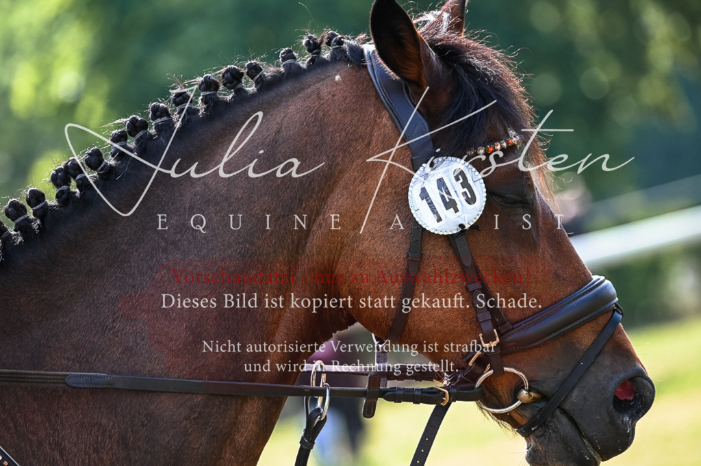 DSC_8009 | Pferde- und Turnierfotografie in Westsachsen. Pferdeportraits, Auftragszeichnungen und intuitive Kunst.