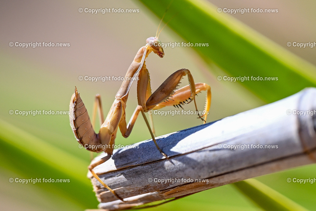 Kroatien_ Brac_ Insel in Dalmatien_ Milna_ 19.07.2025-12 | 19.07.2025, Kroatien, HRV, Brac, Insel in Dalmatien, Milna im Bild Themenbild, Fangschrecke oder Gottesanbeterin (Mantodea), Insekten, Symbolbild, Feature