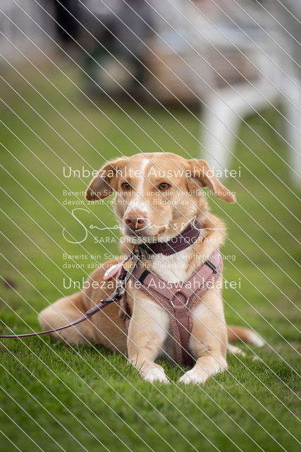 SD_OES26_02683 | saradresslerfotografie - Realisiert mit Pictrs.com
