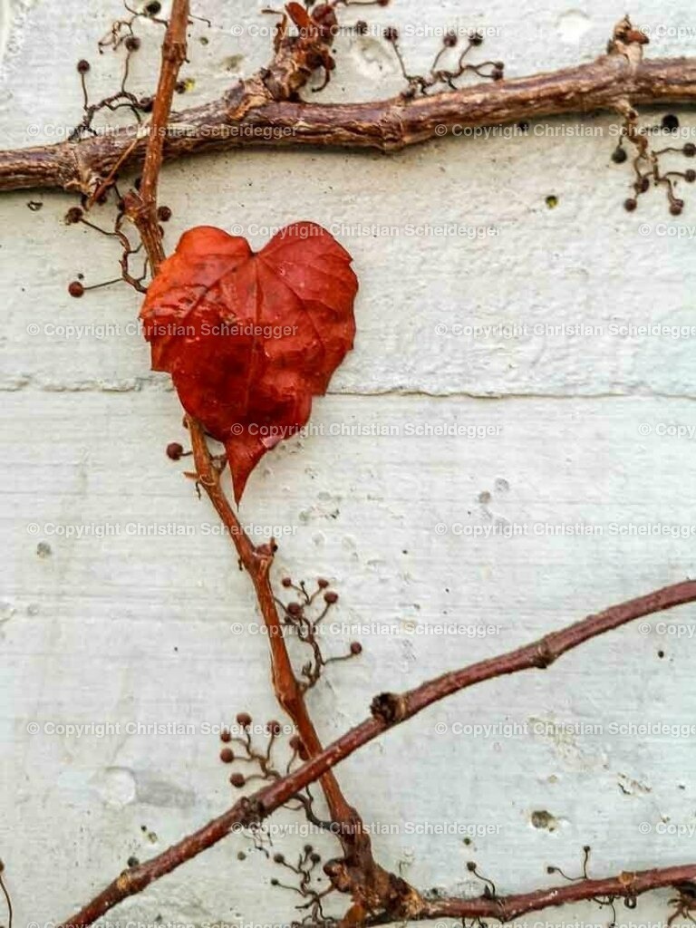 PICTR-IMG_20201229_162754 | Schöne Fotoprints und andere Fotobilderprodukte, frei konfigurierbar - Realisiert mit Pictrs.com