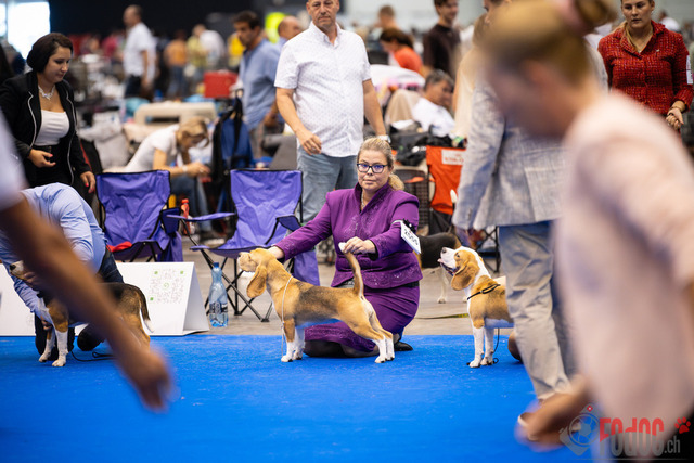World Dog Show Donnerstag | World Dog Show 2023 Donnerstag im Palexpo in Genf 24.08.2023 Foto: Leo Wyden