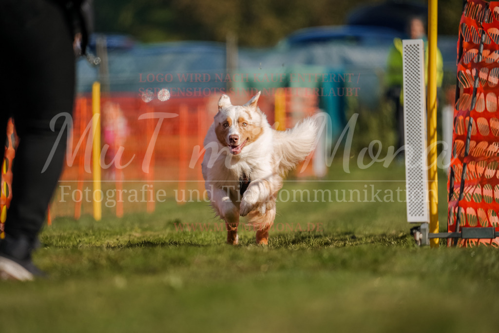 20250928_Hunderennen-77 | MuT (Mensch und Tier) mit Mona - Fotografie und Tierkommunikation - Realisiert mit Pictrs.com