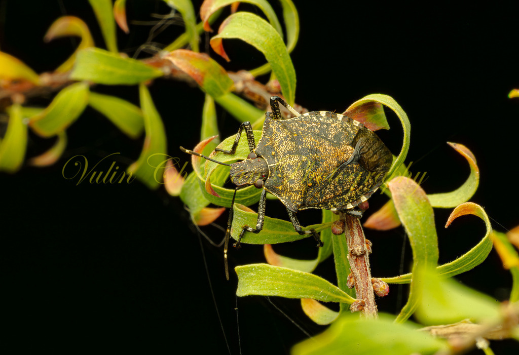 P 4 | Christian Vulin  - Realisiert mit Pictrs.com