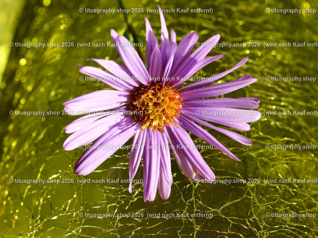 titusgraphy_PB060605-vz-ln | titusgraphy-shop: Geschenkideen mit Qualitätsfotos. titusgraphy-shop: gift ideas with quality photos. titusgraphy-shop: idées cadeaux avec photos de qualité.  - Realisiert mit Pictrs.com