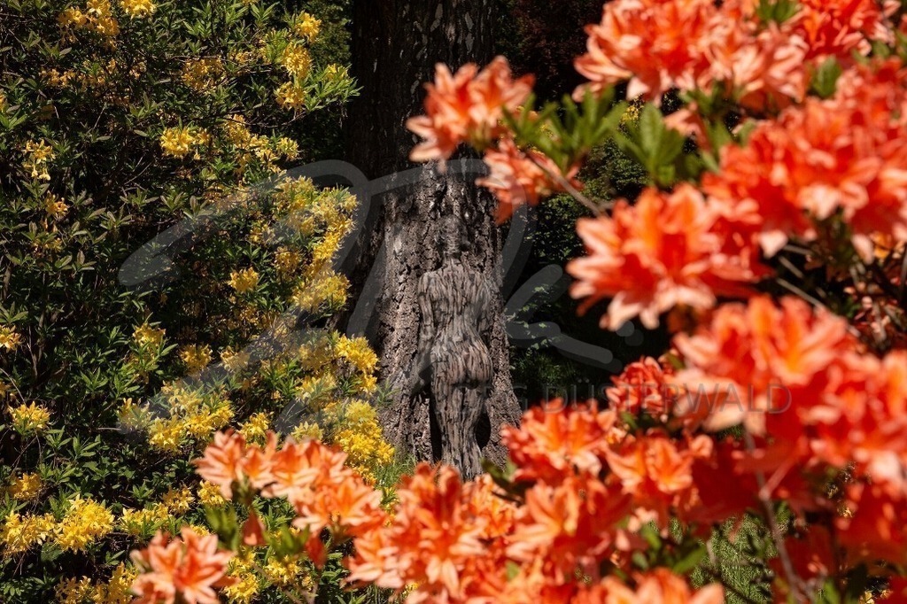 NatureArt-PARKFRÜHLING_3781 | Zum Stamm geworden | #003 | Modell: Lena | Foto: Dirk Ludwig - Realisiert mit Pictrs.com