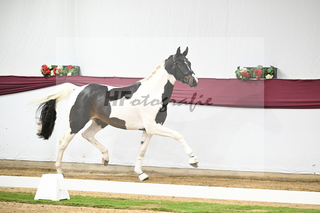 Kat-Nr. 117 Classic Deluxe x Don Martillo_Horst Schepper_47254023 | hf-fotografie - Realisiert mit Pictrs.com