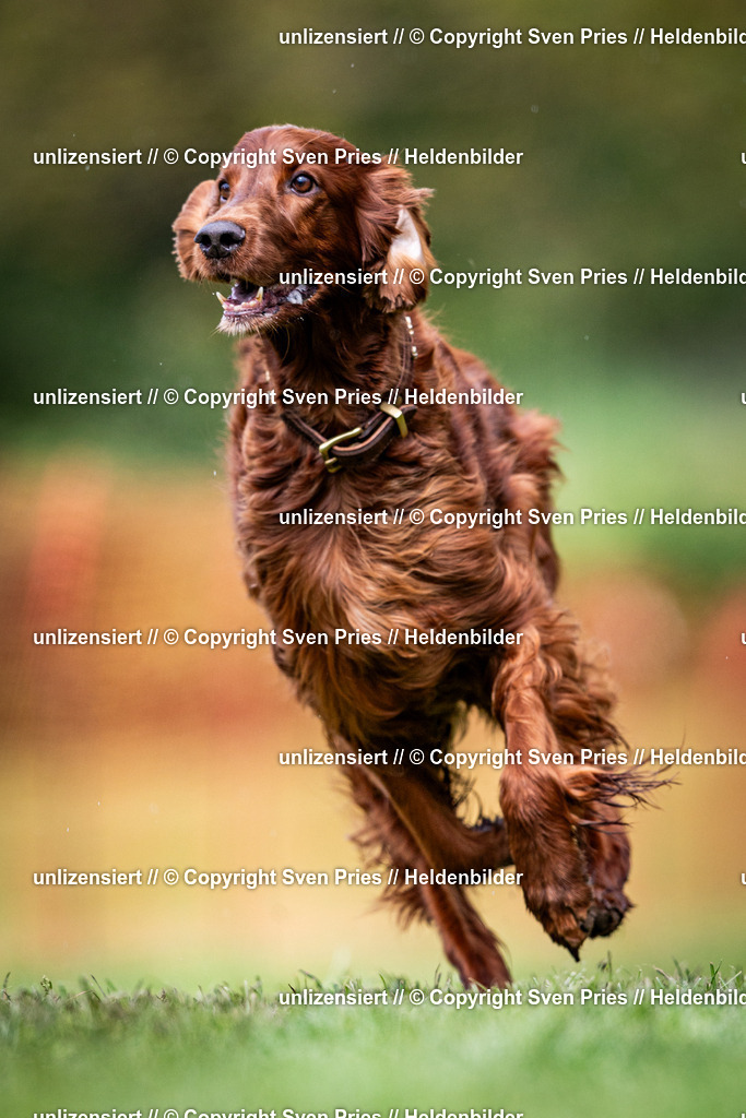 Sven Pries | 2024-04-21 - Hunderennen Baden-Oos
Foto: Sven Pries - Realisiert mit Pictrs.com