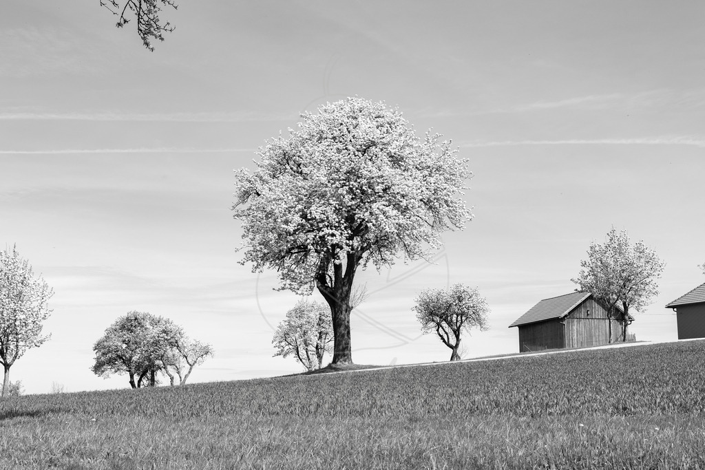 Mostviertel Schwarz Weiß | Ihre Fotografin im Lungau, ihre Fotografin im Mostviertel, Wandbilder Onlineshop, Imagefotos für Ihr Unternehmen,  - Realisiert mit Pictrs.com