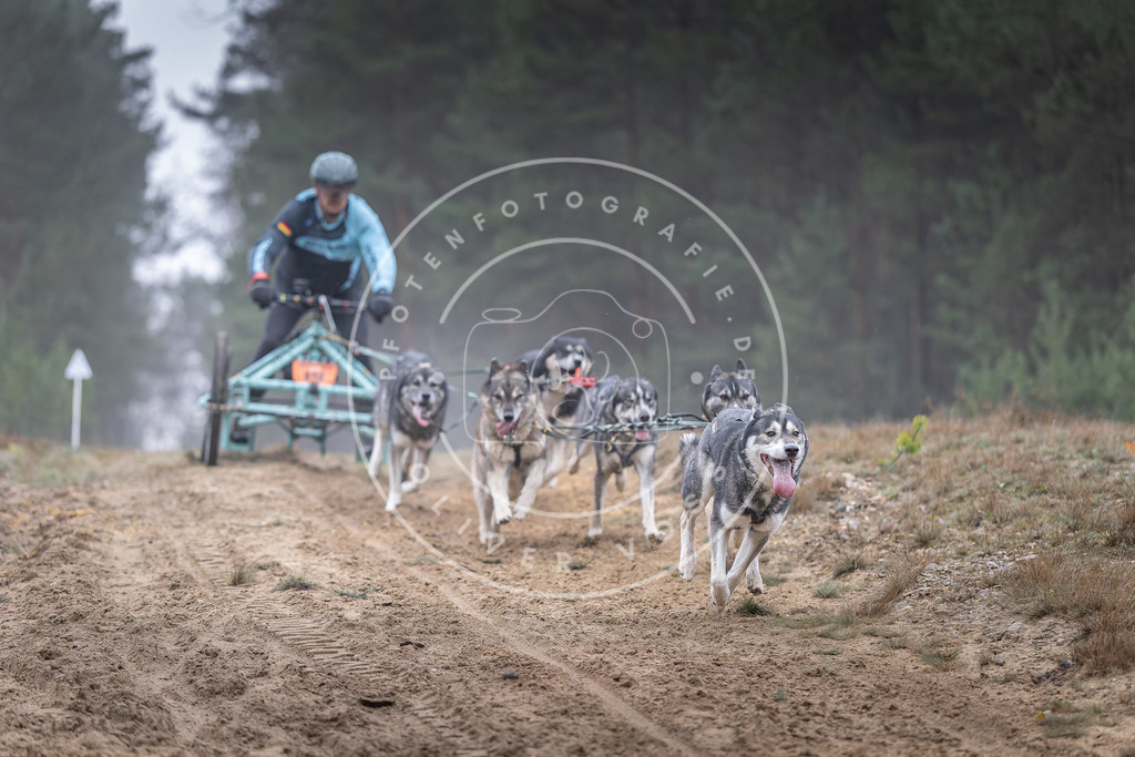 Pfotenfotografie_DV3A0266 | Hundefotografie, Tierfotograf, Pfotenfotografie, Fotoshooting Hund, Hunde Portrait, Hundesport, Hundeportraits, Heideshooting, Hunde, Sportfotograf, Hundefotograf, Turnierhundsport, THS,  - Realisiert mit Pictrs.com