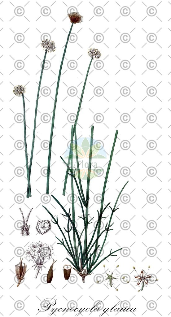 HistAbb_wfo-0001037083_1_ENZY_Simple | Historische Abbildung von Pycnocycla glauca - Apiaceae | Historical Illustration of Pycnocycla glauca - Apiaceae