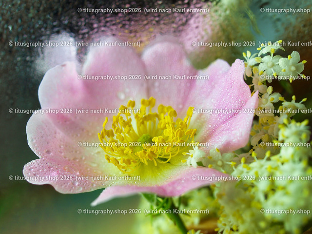 titusgraphy_P6227940-vz-ln | titusgraphy-shop: Geschenkideen mit Qualitätsfotos. titusgraphy-shop: gift ideas with quality photos. titusgraphy-shop: idées cadeaux avec photos de qualité.  - Realisiert mit Pictrs.com