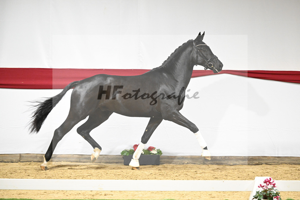 Kat-Nr. 55 v. DSP Bohemian_Casper_63221536 | hf-fotografie - Realizzato con Pictrs.com