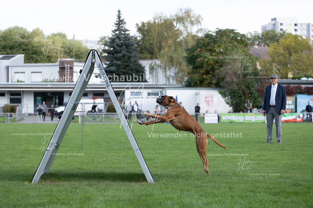 _16A5620 | Einzigartige Fotos von Hunden & Menschen –Actionfotos, Portraits, Vereinsaufnahmen & Paarshootings – authentisch, lebendig & mit Herz.