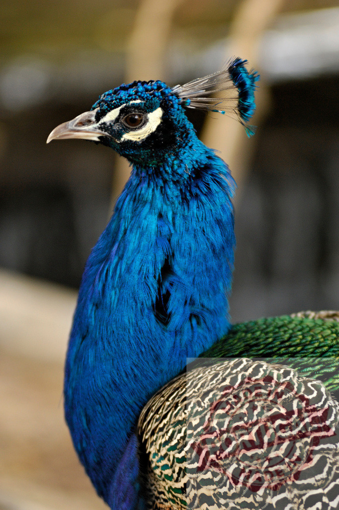 Peacock showing vibrant blue and green plumage | Peacock displaying iridescent blue and green feathers, close-up with a soft focus background - Realisiert mit Pictrs.com