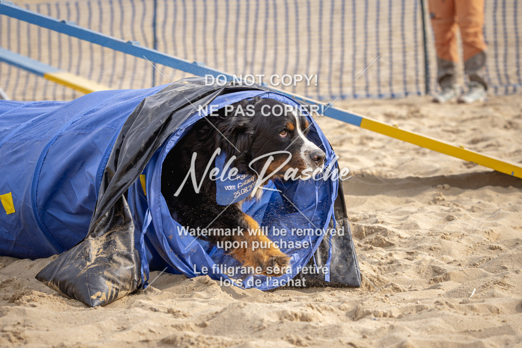 nelerasche_BuHu2026_So09-10_78 | nelerasche