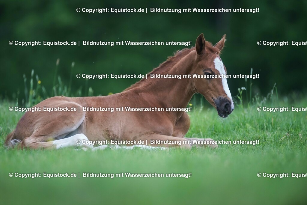 20210617_Fohlen_0347 | Foto: Thomas Hartig