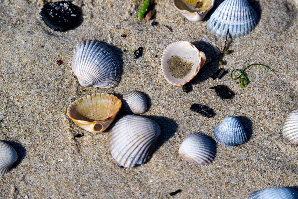Muscheln im feinen Dünensand auf Texel: Naturdetails am Nordseestrand | Zahlreiche bunte Herzmuscheln und Muschelschalen liegen verstreut im feinen Sand am Strand der Nordseeinsel Texel. Die nah aufgenommene Detailaufnahme zeigt die natürliche Vielfalt des Meeres- und Küstenlebens im Wattgebiet der Westfriesischen Inseln. Das Motiv eignet sich ideal als Symbol- und Hintergrundbild für Themen rund um Umwelt, Ökosystem Meer, Strandurlaub, Naturkunde sowie Erholung an der niederländischen Küste. - Realisiert mit Pictrs.com