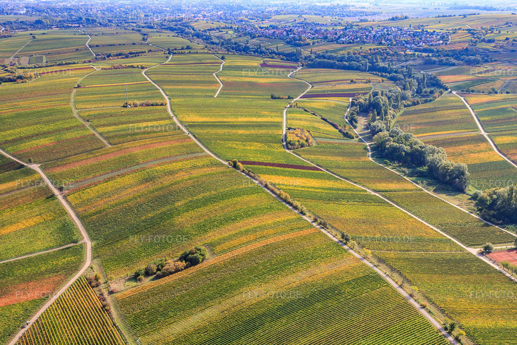 Luftbild: Weinberge am Ranschbachtal im Ortsteil Arzheim in Landau im Bundesland Rheinland-Pfalz in Deutschland. Foto: IMG_22337.jpg vom 15.10.2009 durch Werner Riehm/FLY-FOTO.de