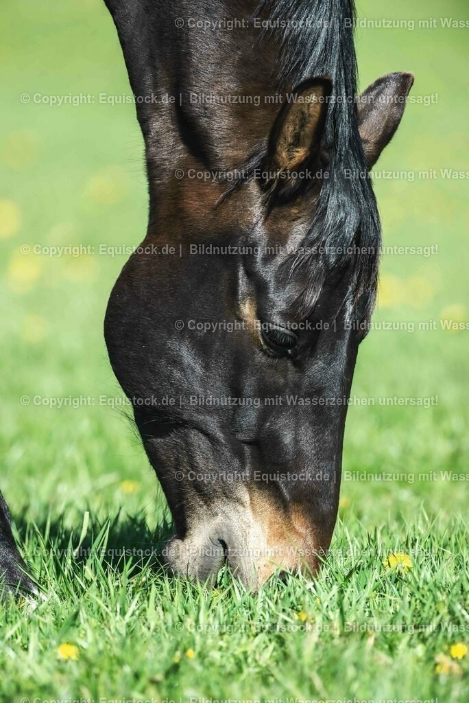 20210426_Pferd-auf-Koppel_0094 | equistock