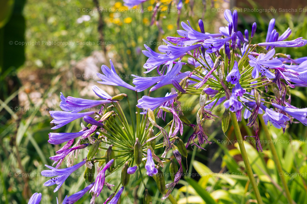 Schmucklilien (Agapanthus) | Willkommen im Shop von Photography Sascha Staub. Hier findest du alle Fotos und Medieninhalten von Sascha Staub. In diesem Shop kannst du Lizenzen zu den Fotos, Drucke und Gutscheine für den Shop erwerben.  - Realisiert mit Pictrs.com
