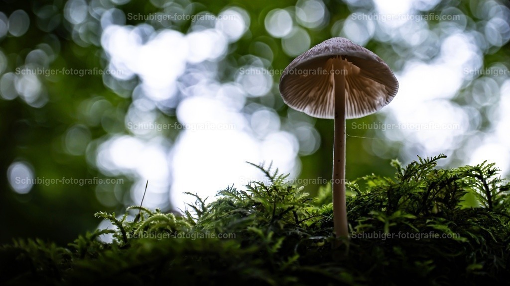 Dachpilz | Dachpilz im Moos - Realisiert mit Pictrs.com