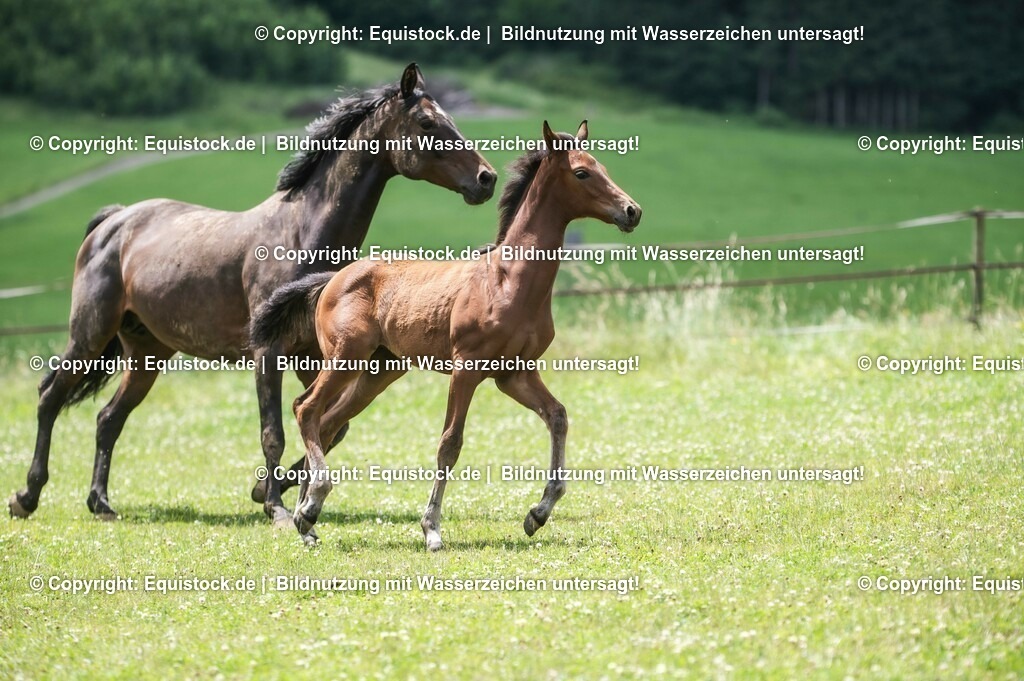 20210623_Fohlen_0449 | Foto: Thomas Hartig