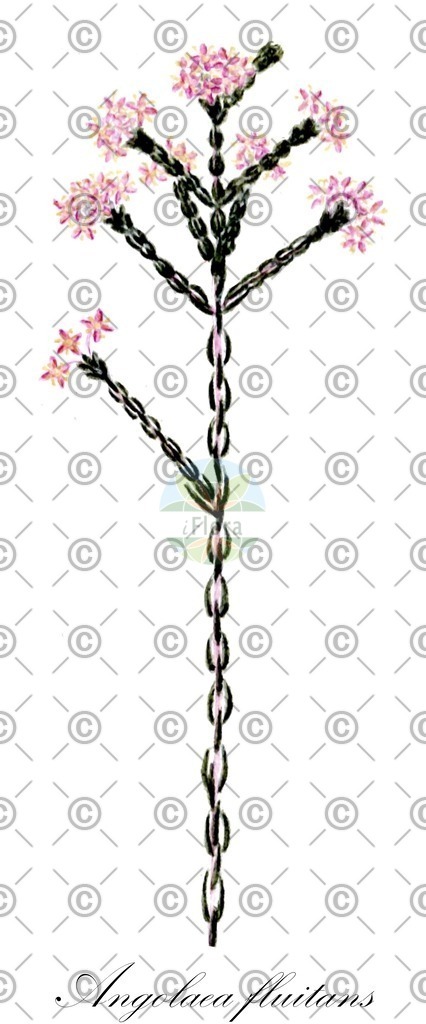 HistAbb_wfo-0000536542_544_ENZY_Simple | Historische Abbildung von Angolaea fluitans - Podostemaceae | Historical Illustration of Angolaea fluitans - Podostemaceae