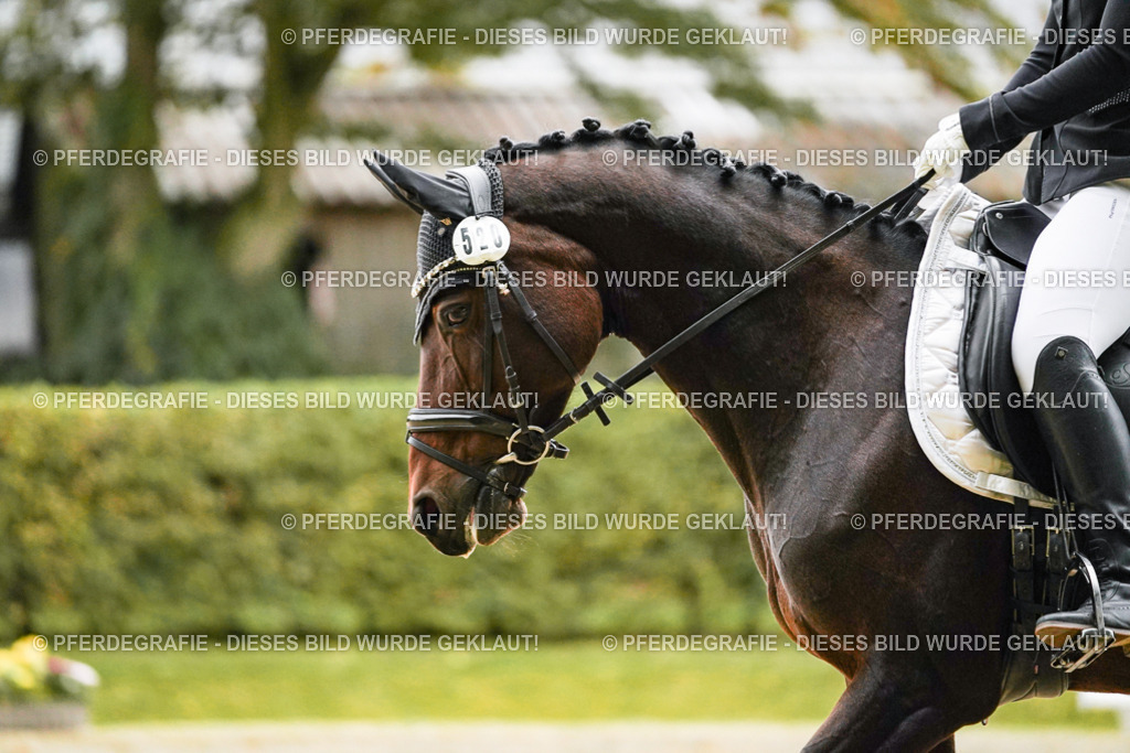 DSC07054 | Pferdegrafie