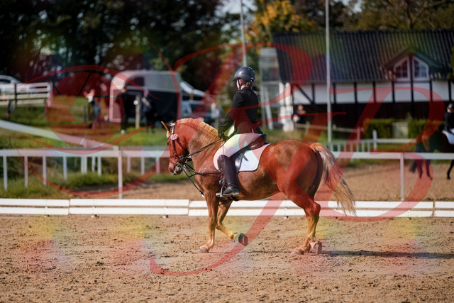 2026_10_03_Siefer-Hof_122030_Z63_43196575 | Professionelle Reitsport-, Turnier- und Eventfotografie von Robert Broda. Galerien mit ausgewählten und bearbeiteten Bildern direkt online ansehen und bestellen.