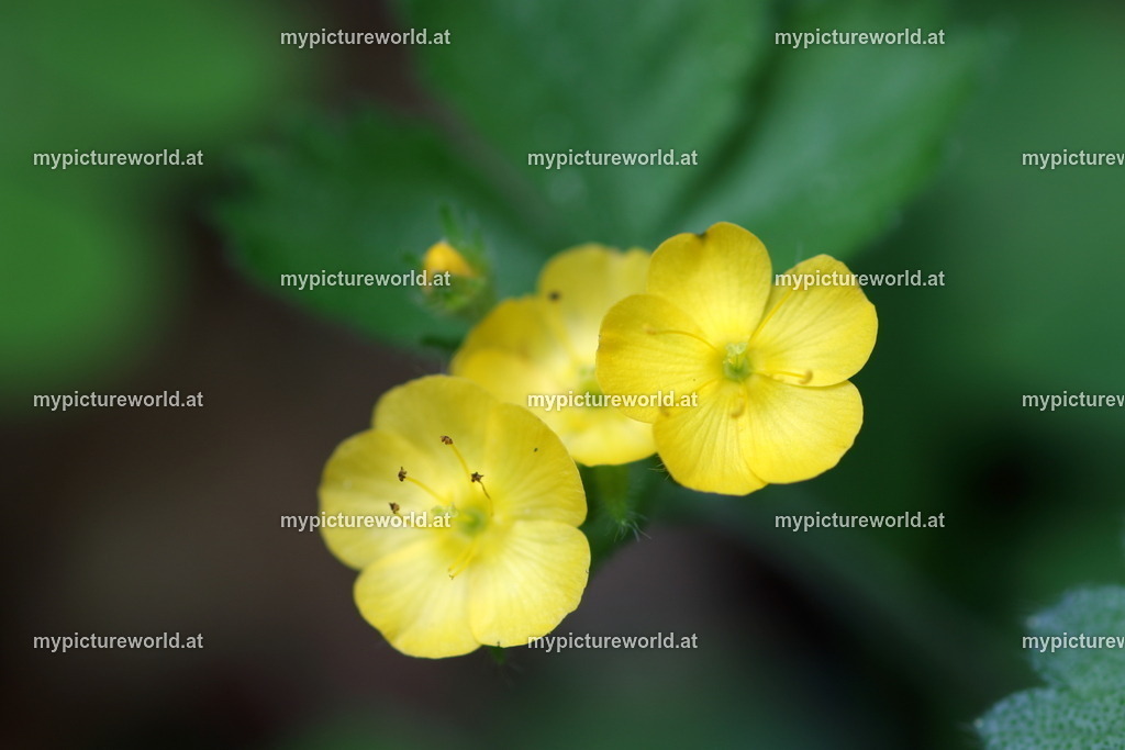 Aremonie-001 | Das Bilderarchiv über Tiere, Planzen und Landschaften. In der Bilddatenbank finden Sie ein große Auswahl an hochwertigen Bilder für Ihre Werbung - Realisiert mit Pictrs.com