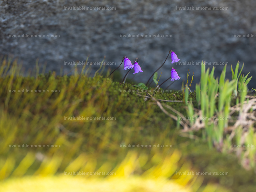 DSC_2527 | invaluablemoments.com - Realisiert mit Pictrs.com